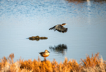 The common teal (Anas crecca) is a species of duck in the Anatidae family. It was formerly known as Nettion crecca 