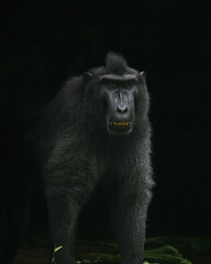 Close up macaca nigra