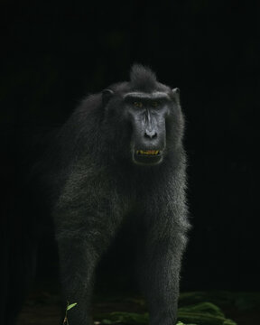 Close up macaca nigra
