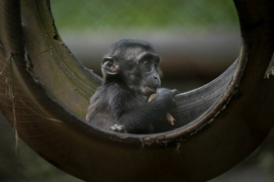Baby macaca nigra