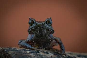Frog on a black background