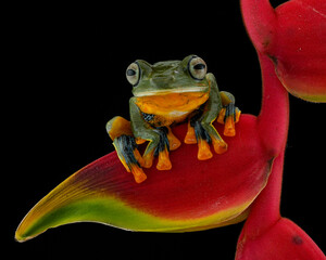 red eyed tree frog on a leaf