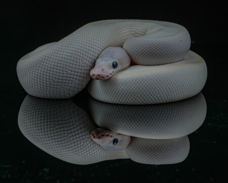 snake in a hand