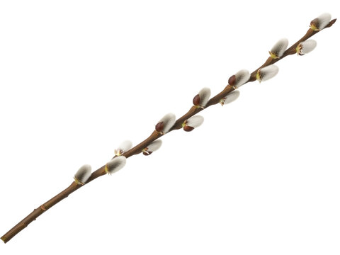 Brown willow branch, with white catkins, cutout, PNG isolated on transparent background