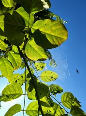 Green leaves against blue sky with flying bird and spider web, natural sunlight outdoor background