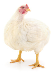 White hen standing isolated on white