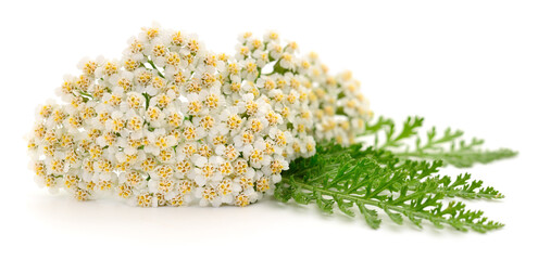 White yarrow flowers with green leaves isolated on white