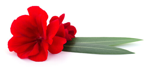 Red geranium flower with green leaves isolated on white