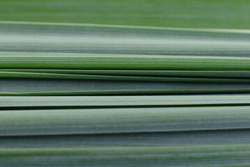 Green linear leaves macro texture background