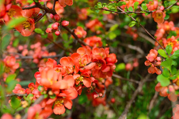 Red flowers of Japanese quince on branches