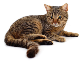 Beautiful tabby cat lying isolated on white background