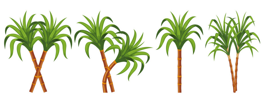 sugarcane vector illustration