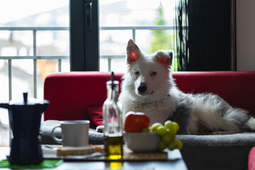 Healthy Mediterranean breakfast at home with dog
