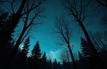 Dark forest silhouettes frame a deep blue night sky dotted with countless stars and faint clouds. Tall bare trees and evergreen pines reach upwards, creating an awe inspiring view.