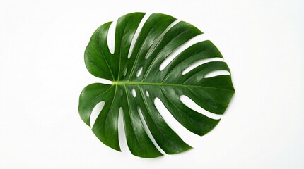 A single monstera deliciosa leaf isolated on a white background