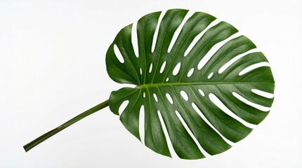A single monstera deliciosa leaf isolated on a white background