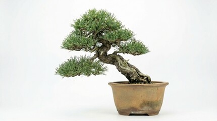 A small bonsai tree in a pot isolated on a white background