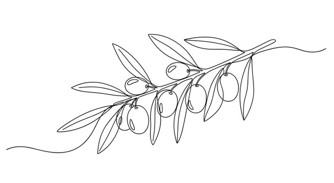 Continuous line drawing of a long olive branch with several oval-shaped olives and multiple leaves extending from the stem.
