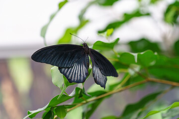 Male Papilio memnon, the great Mormon or Asian swallowtail butterfly, Papilionidae family sitting on green leaf in garden background. Butterfly with black and white wings close up, macro.