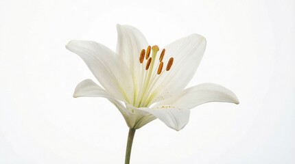 A white lily flower isolated on a white background