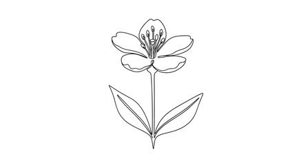Single blooming flower with delicate petals and long stamens is depicted in a minimalist black and white line drawing style.