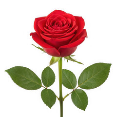 Fototapeta premium Single red rose with green leaves isolated on transparent background
