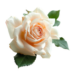 A beautiful peach rose with green leaves