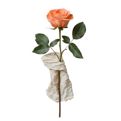 A single rose with a tissue wrapped around its stem against a black background