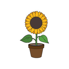 Obraz premium sunflower in a pot