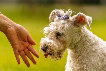Hand reaching out to a friendly groomed dog