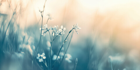 delicate white wildflowers blooming softly in misty meadow ethereal serene nature wallpaper background with copy space