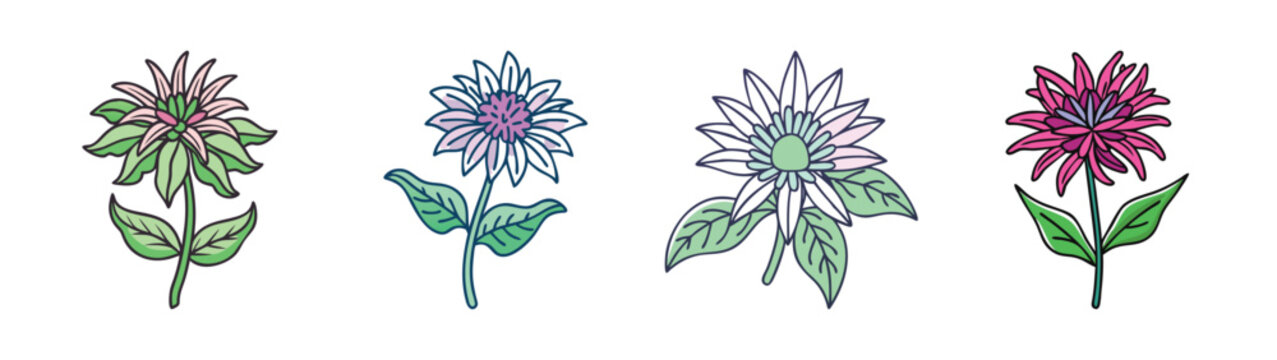 Watercolor botanical illustration of monarda flowers, bee balm, and bergamot plants drawing art