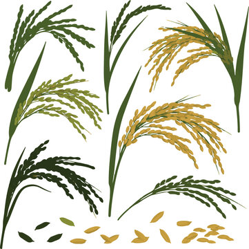 Rice plant stalks collection with green and golden paddy ears and grains, organic agriculture vector set isolated on white background.