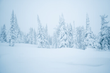 Fototapeta premium snow-covered taiga fir trees in the snow