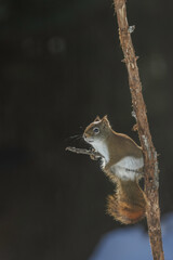 American red squirrel, Tamiasciurus hudsonicus, sitting in dead tree