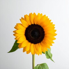 girasol en fondo blanco