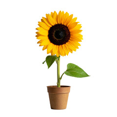 girasol en fondo blanco