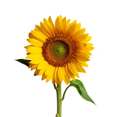 girasol en fondo blanco