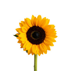 Fototapeta premium girasol en fondo blanco