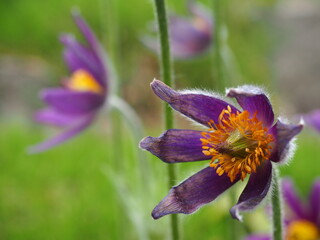 purple flowers spring garden Pulsatilla 