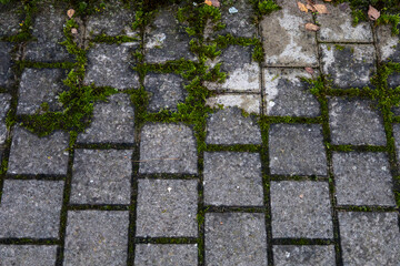 Weathered stone paving with green moss between blocks, old sidewalk texture, top view background.