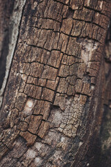 The surface of a piece of wood shows cracks and textures under natural light in an outdoor setting. The focus is on the unique patterns formed on the wood