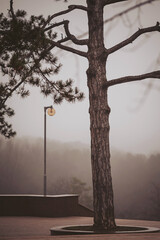 A tall tree stands near a lamp post in a foggy setting during early morning. The atmosphere is filled with mist, creating a blurred view of the background. Little detail is visible beyond the tree