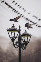 Birds are flying around street lamps while others are perched on power lines in the background. The scene captures the activity in a public area during a cloudy time
