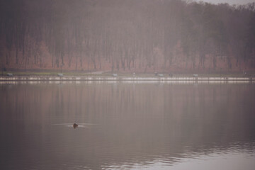 A duck moves through the still water while surrounded by trees on a foggy morning in a public park. Reflections of the landscape appear on the water's surface