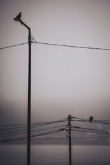 A bird stands on a pole while others perch on nearby power lines. The scene is covered in fog, showing a quiet area with limited visibility. It appears early in the morning with soft light