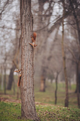 Two squirrels are climbing a tree in a park. The ground is covered with leaves. The trees around are tall and some branches are bare. It is a cool day in the fall season