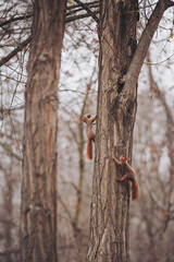 Two squirrels move up and down a tall tree in a forest during late autumn. The branches are bare, and the ground is covered in leaves. The setting shows signs of the changing season