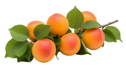 Branch of ripe, juicy apricots with green leaves, isolated on a transparent background
