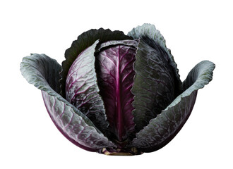whole head of fresh red cabbage with expressive leaf texture, isolated on a transparent background